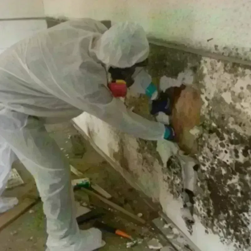 Mold Remediation and Removal in Fremont, NH